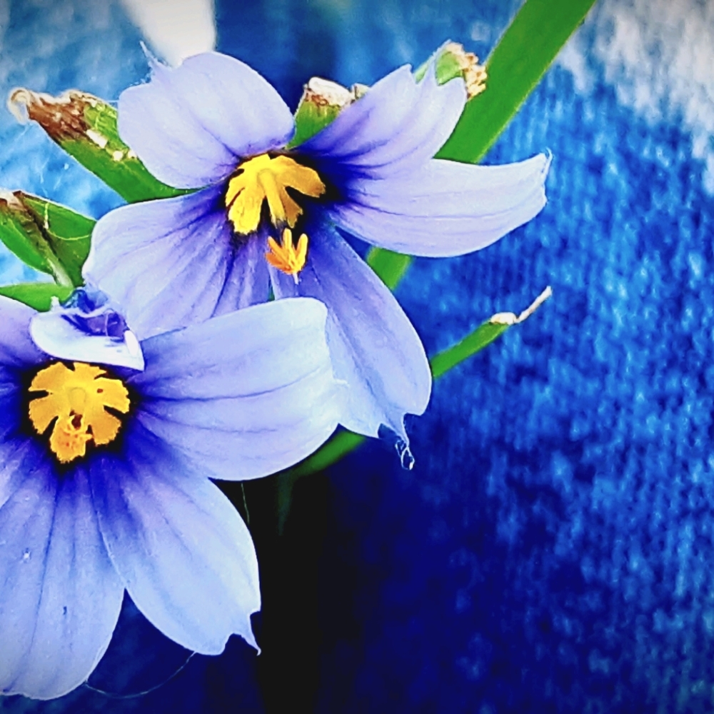 Flower photography